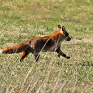 Vulpes vulpes at Fyshwick, ACT - 24 Jul 2020