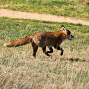 Vulpes vulpes at Fyshwick, ACT - 24 Jul 2020