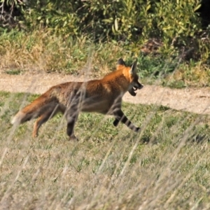 Vulpes vulpes at Fyshwick, ACT - 24 Jul 2020