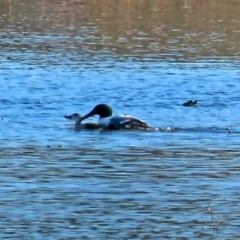 Spatula clypeata (Northern Shoveler) at Fyshwick, ACT - 24 Jul 2020 by RodDeb