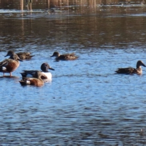 Spatula clypeata at Fyshwick, ACT - 24 Jul 2020