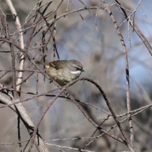 Sericornis frontalis at Fyshwick, ACT - 24 Jul 2020