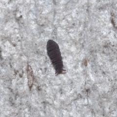 Hypogastrura sp. (genus) (A Springtail) at Acton, ACT - 7 Jul 2020 by TimL