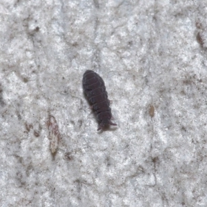 Hypogastrura sp. (genus) at Acton, ACT - 7 Jul 2020 11:50 AM