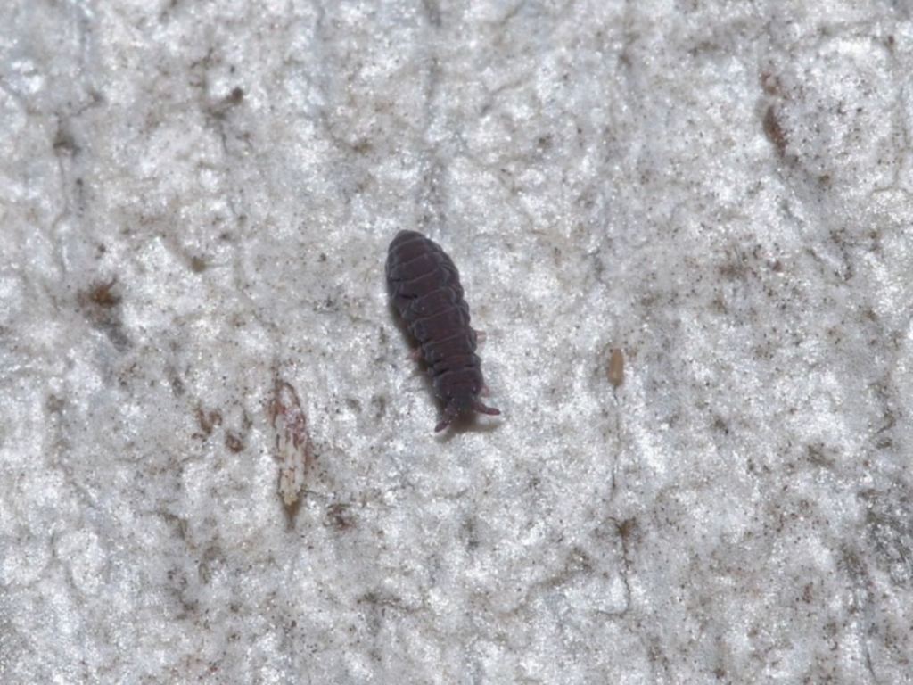 Hypogastrura sp. (genus) at Acton, ACT - 7 Jul 2020