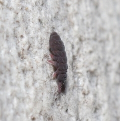 Hypogastrura sp. (genus) at Acton, ACT - 7 Jul 2020 11:50 AM