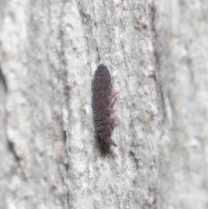 Hypogastrura sp. (genus) at Acton, ACT - 7 Jul 2020