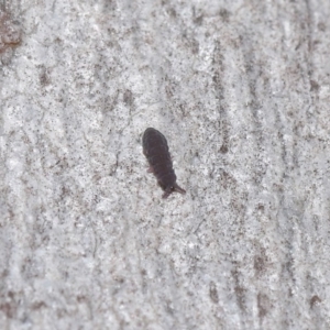 Hypogastrura sp. (genus) at Acton, ACT - 7 Jul 2020 11:50 AM