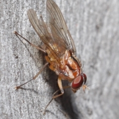 Muscidae (family) (Unidentified muscid fly) at ANBG - 7 Jul 2020 by TimL