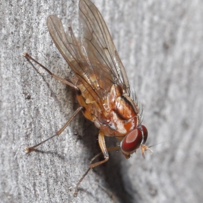 Muscidae (family) (Unidentified muscid fly) at ANBG - 7 Jul 2020 by TimL