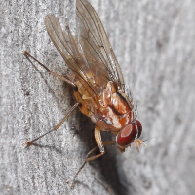 Muscidae (family) (Unidentified muscid fly) at Acton, ACT - 7 Jul 2020 by TimL