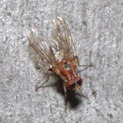 Muscidae (family) at Acton, ACT - 7 Jul 2020