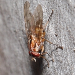 Muscidae (family) at Acton, ACT - 7 Jul 2020