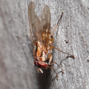 Muscidae (family) at Acton, ACT - 7 Jul 2020