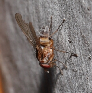 Muscidae (family) at Acton, ACT - 7 Jul 2020