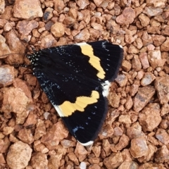 Eutrichopidia latinus (Yellow-banded Day-moth) at Gundaroo, NSW - 2 Mar 2020 by Gunyijan