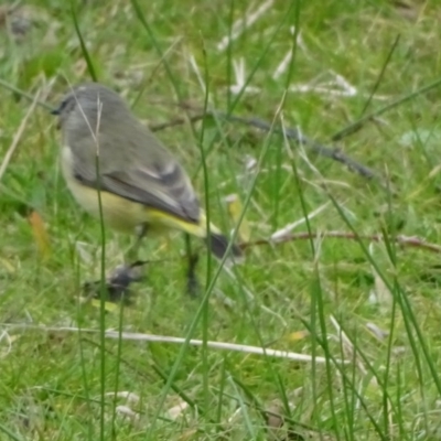 Acanthiza chrysorrhoa (Yellow-rumped Thornbill) at Lake Burley Griffin West - 25 Jul 2020 by Mike