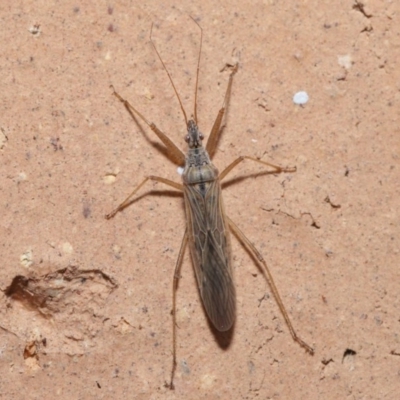 Nabis sp. (genus) (Damsel bug) at Evatt, ACT - 4 Jul 2020 by TimL
