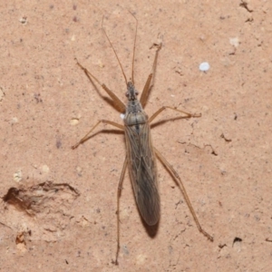 Nabis sp. (genus) at Evatt, ACT - 5 Jul 2020