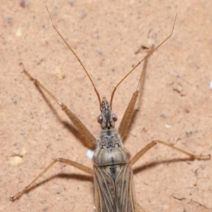 Nabis sp. (genus) at Evatt, ACT - 5 Jul 2020