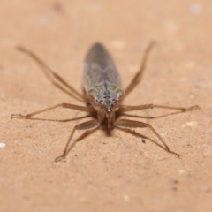 Nabis sp. (genus) at Evatt, ACT - 5 Jul 2020