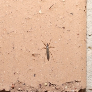 Nabis sp. (genus) at Evatt, ACT - 5 Jul 2020