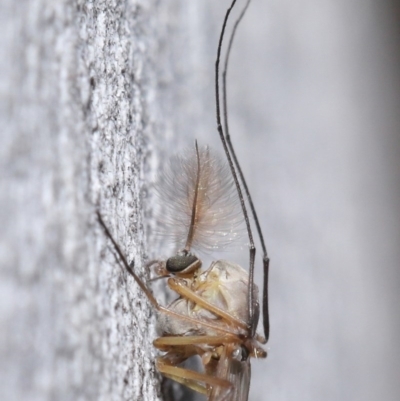 Chironomidae (family) (Non-biting Midge) at ANBG - 3 Jul 2020 by TimL
