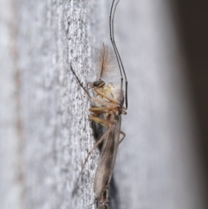 Chironomidae (family) at Acton, ACT - 3 Jul 2020