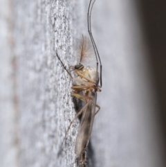 Chironomidae (family) at Acton, ACT - 3 Jul 2020