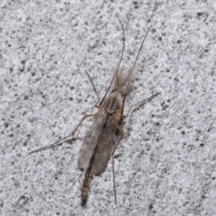 Chironomidae (family) at Acton, ACT - 3 Jul 2020