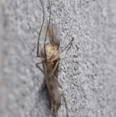 Chironomidae (family) at Acton, ACT - 3 Jul 2020