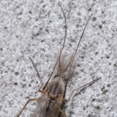 Chironomidae (family) at Acton, ACT - 3 Jul 2020