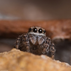 Unidentified Jumping & peacock spider (Salticidae) at Fyshwick, ACT - 25 Jul 2020 by kdm