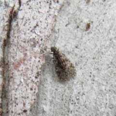 Psocodea 'Psocoptera' sp. (order) (Unidentified plant louse) at Black Mountain - 25 Jul 2020 by Christine