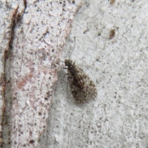 Psocodea 'Psocoptera' sp. (order) at Molonglo Valley, ACT - 25 Jul 2020