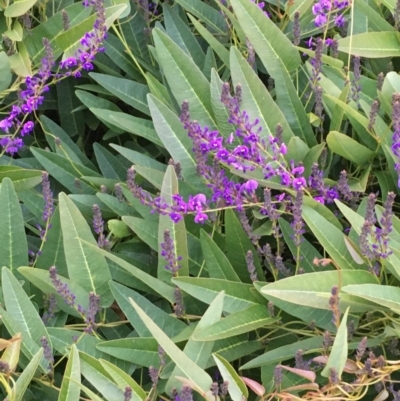 Hardenbergia violacea (False Sarsaparilla) at Weetangera, ACT - 25 Jul 2020 by JaneR