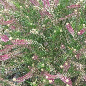 Lepidium africanum at Dunlop, ACT - 25 Jul 2020