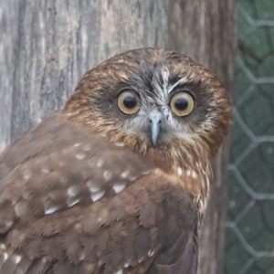 Ninox boobook at Black Range, NSW - 26 Jul 2020