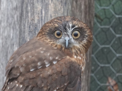 Ninox boobook (Southern Boobook) at Black Range, NSW - 26 Jul 2020 by AndrewMcCutcheon