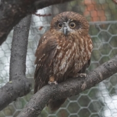 Ninox boobook at Black Range, NSW - 26 Jul 2020