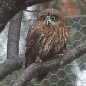 Ninox boobook at Black Range, NSW - 26 Jul 2020