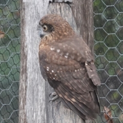 Ninox boobook at Black Range, NSW - 26 Jul 2020 11:11 AM