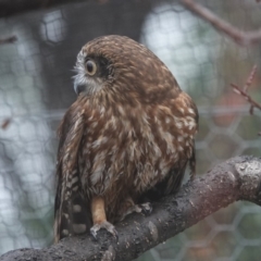 Ninox boobook at Black Range, NSW - 26 Jul 2020