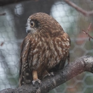 Ninox boobook at Black Range, NSW - 26 Jul 2020 11:11 AM