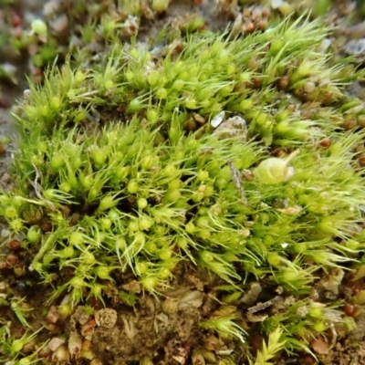 Pleuridium sp. at Mount Painter - 21 Jul 2020 by CathB