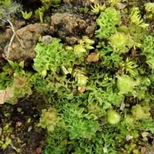 Fossombronia sp. (genus) at Holt, ACT - 13 Jul 2020