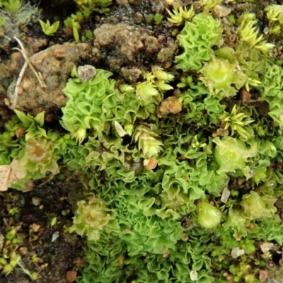Fossombronia sp. (genus) (A leafy liverwort) at Holt, ACT - 13 Jul 2020 by CathB