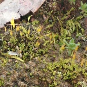 Pottiaceae (family) at Cook, ACT - 18 Jul 2020