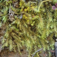 Breutelia (A moss) at Holt, ACT - 21 Jul 2020 by CathB