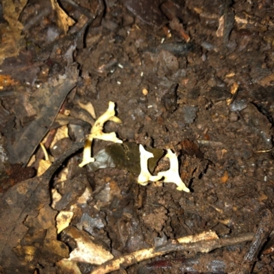 Ramariopsis kunzei at Wattamolla, NSW - 15 Jul 2020 by WattaWanderer